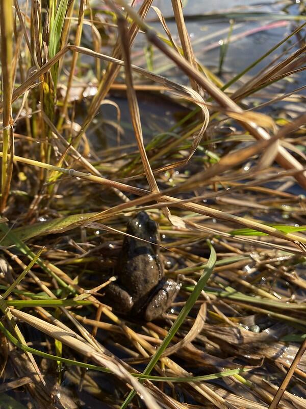 Frog on reeds