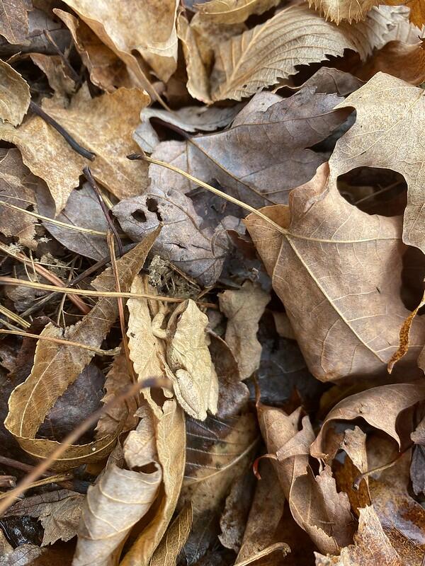 Spring peeper in leaf litter