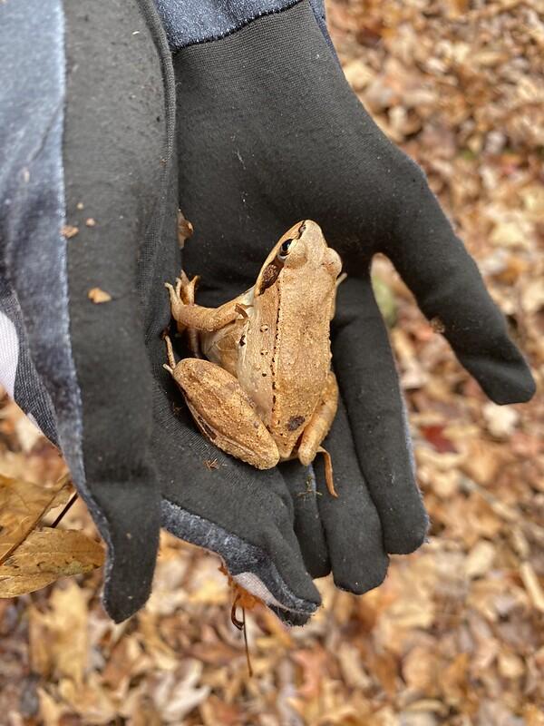 Wood Frog