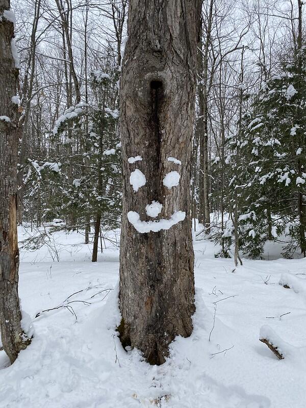 Tree with a snow face