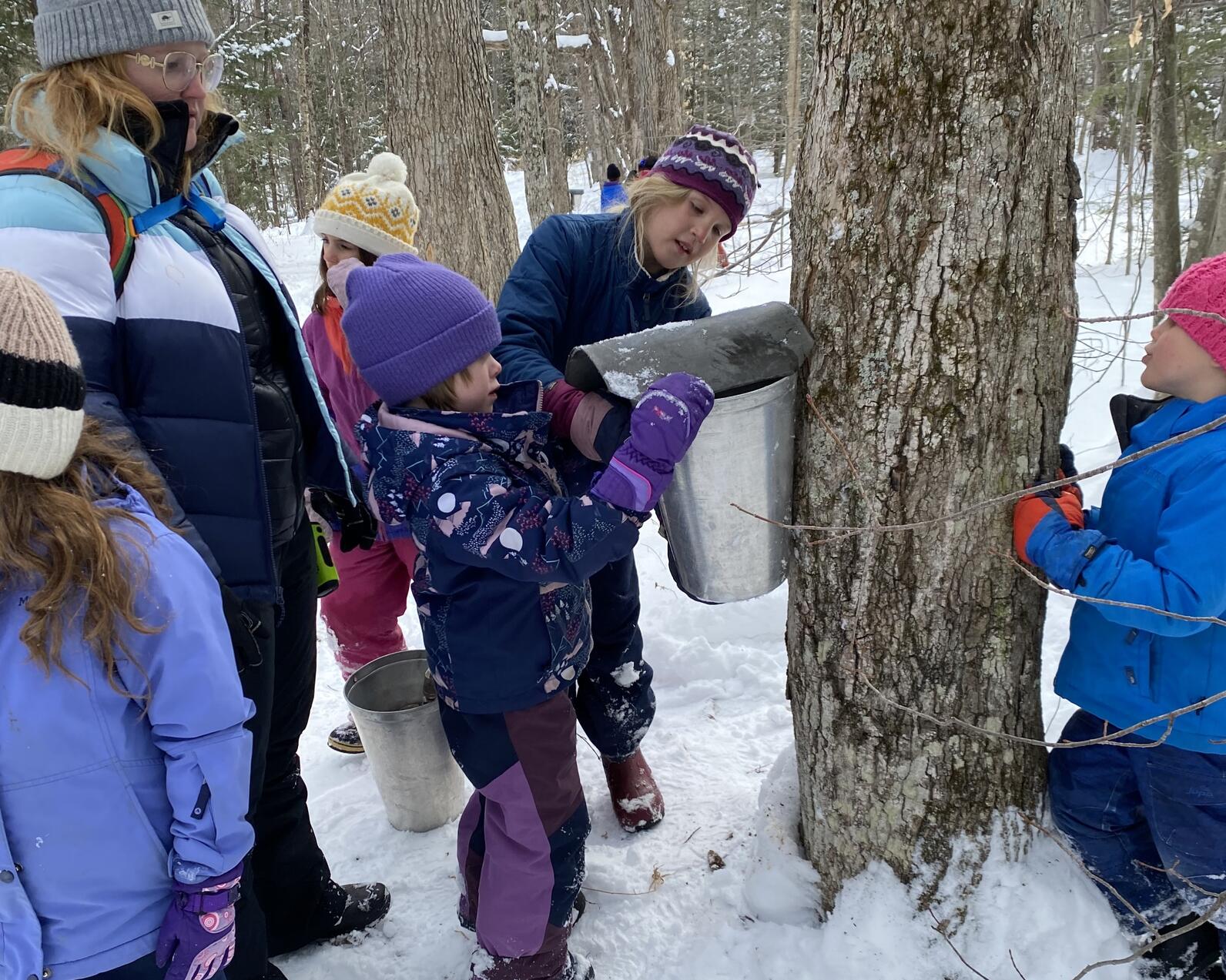 Children gather around a maple tree to hang a bucket on the tap