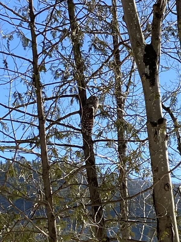 barred owl in tree barred owl in tree