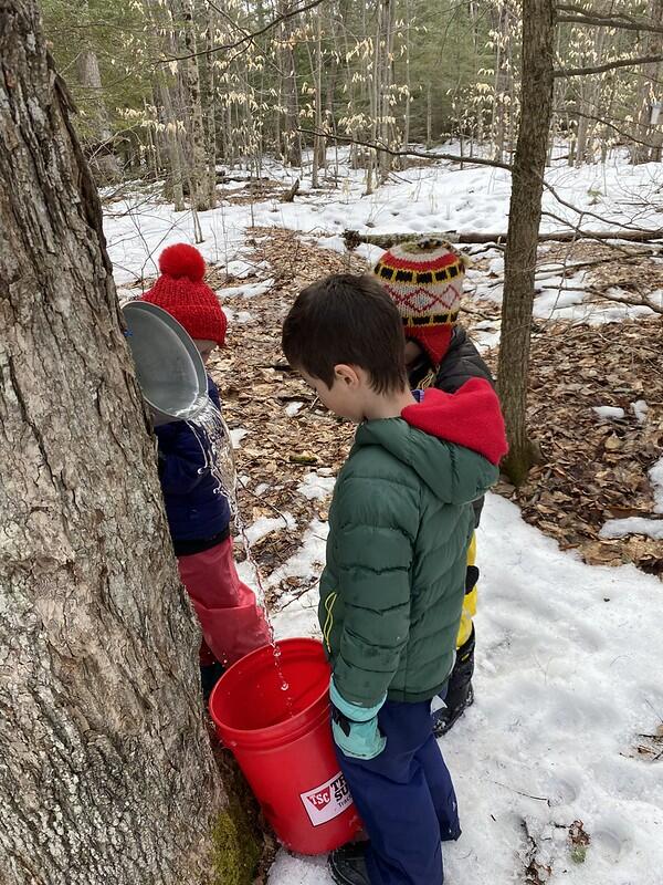 Students collecting sap
