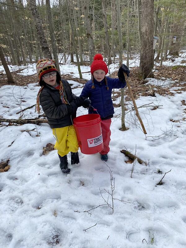 students gathering sap