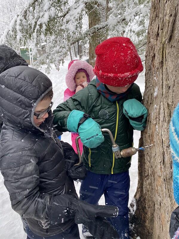 Students drilling a hole in a maple tree