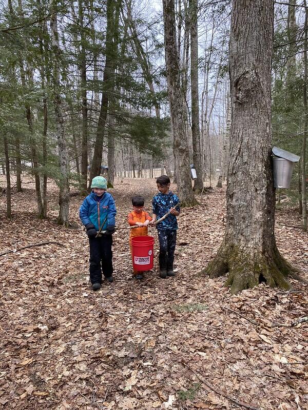 Students carrying sap bucket