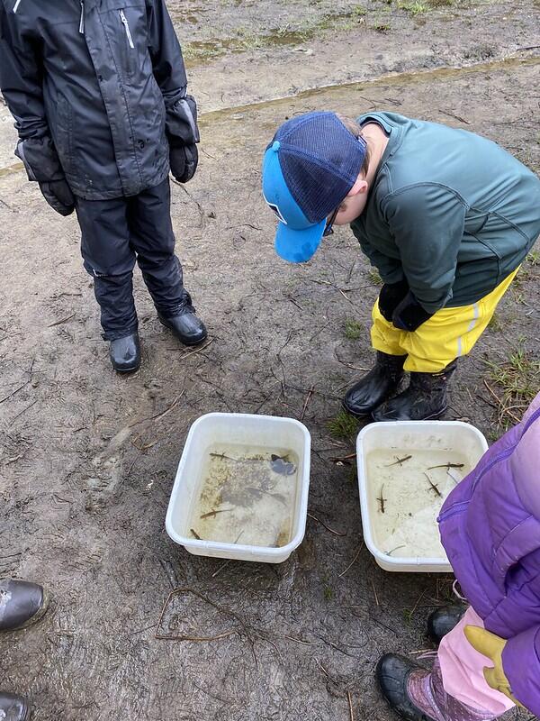 students looking at critters in bin