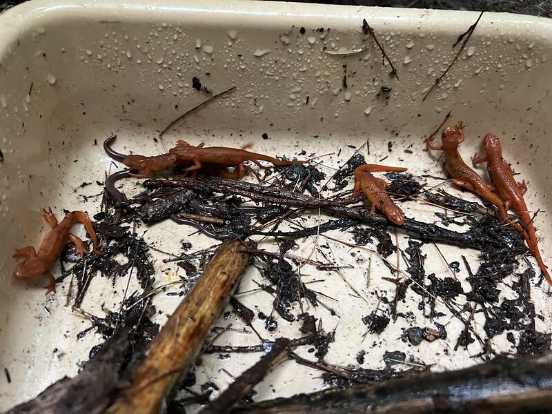 Red efts in a bin