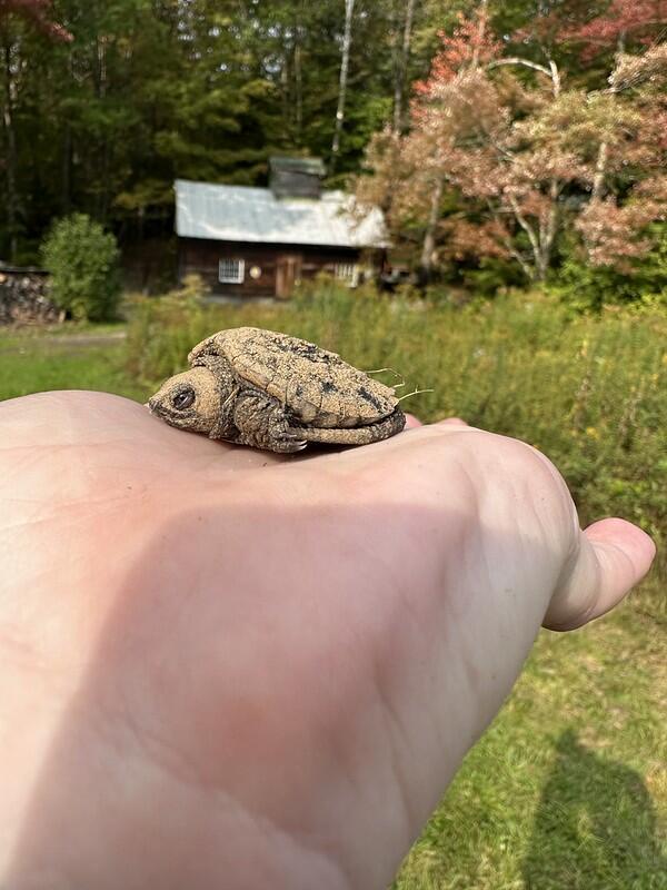 baby snapping turtle