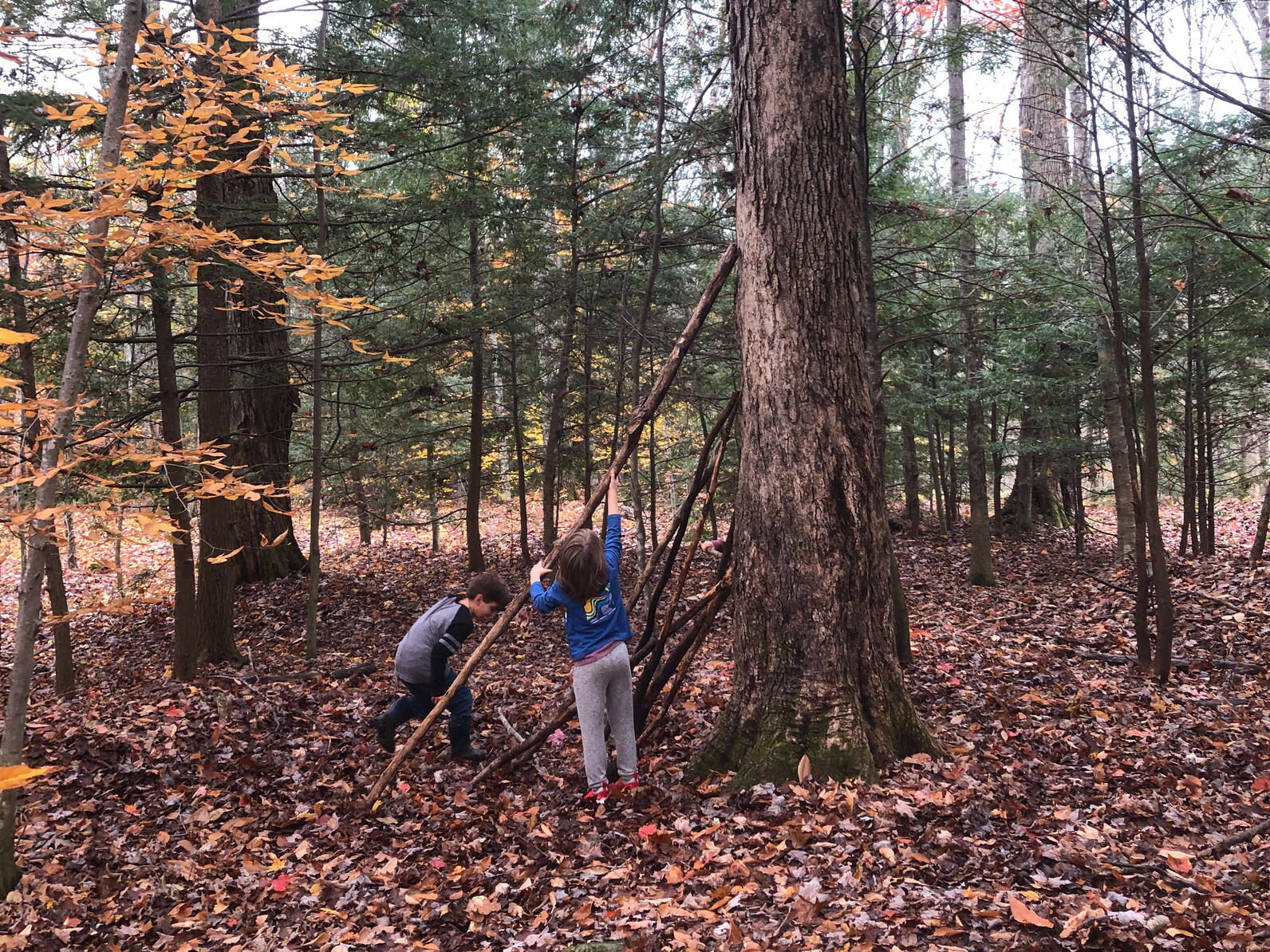 Two children in the forest leaning long sticks on a tree to build a fort