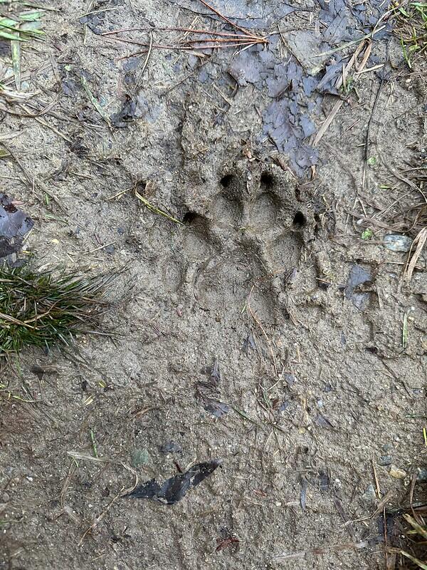 picture of a muddy dog print
