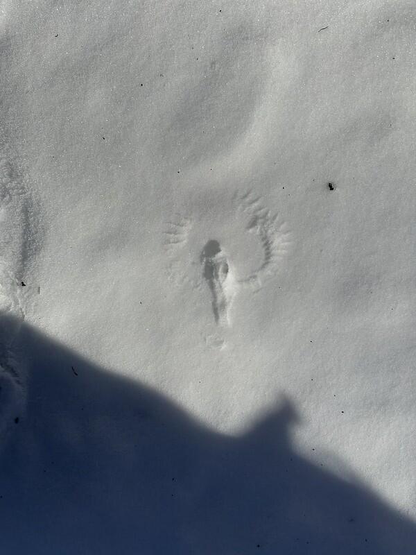 Bird print in snow