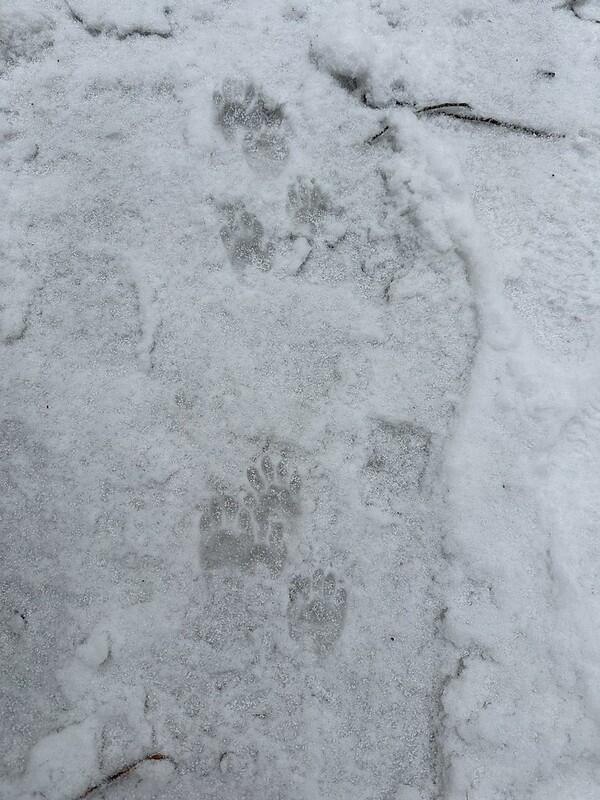 animal tracks in snow animal tracks in snow