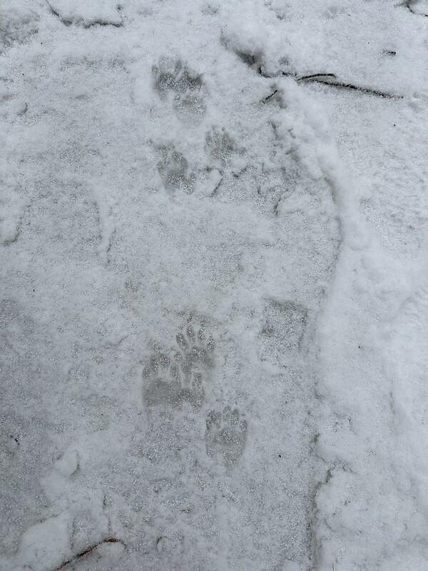 animal tracks in snow