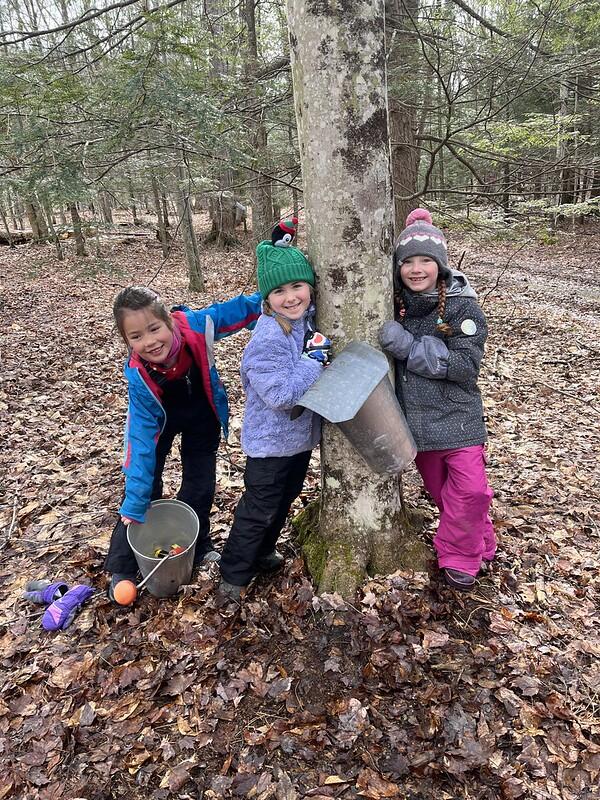 students with a tapped maple tree