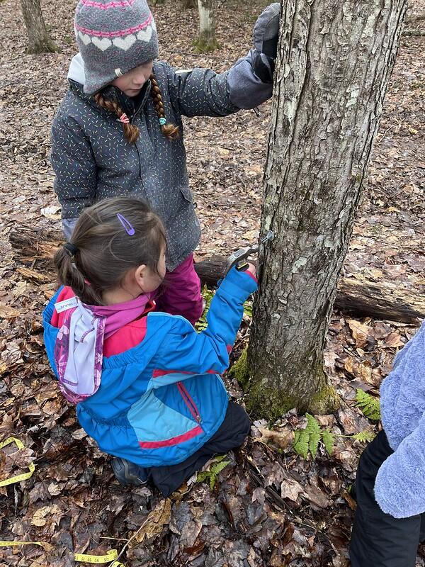 student tapping maple tree