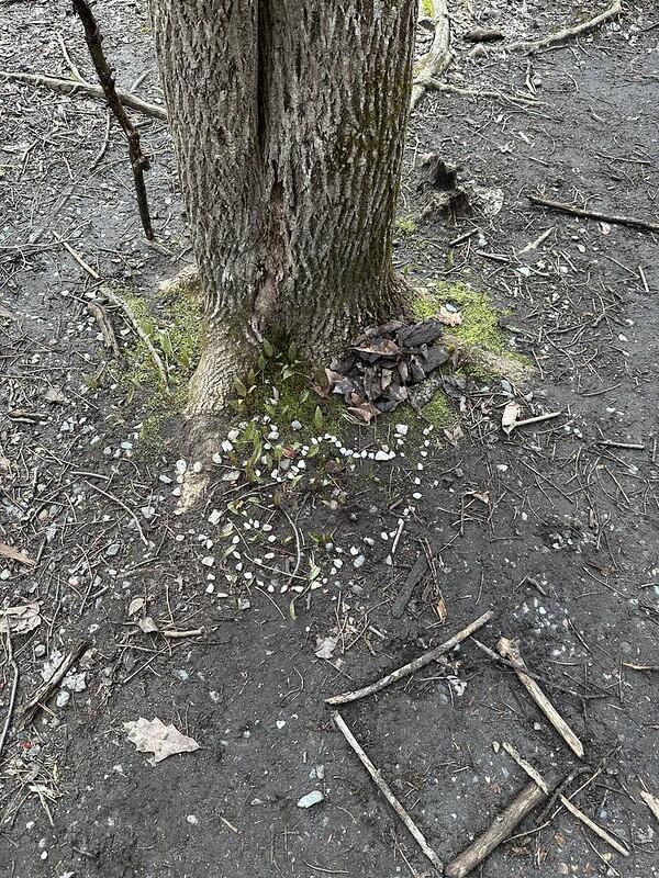 critter home on forest floor critter home on forest floor