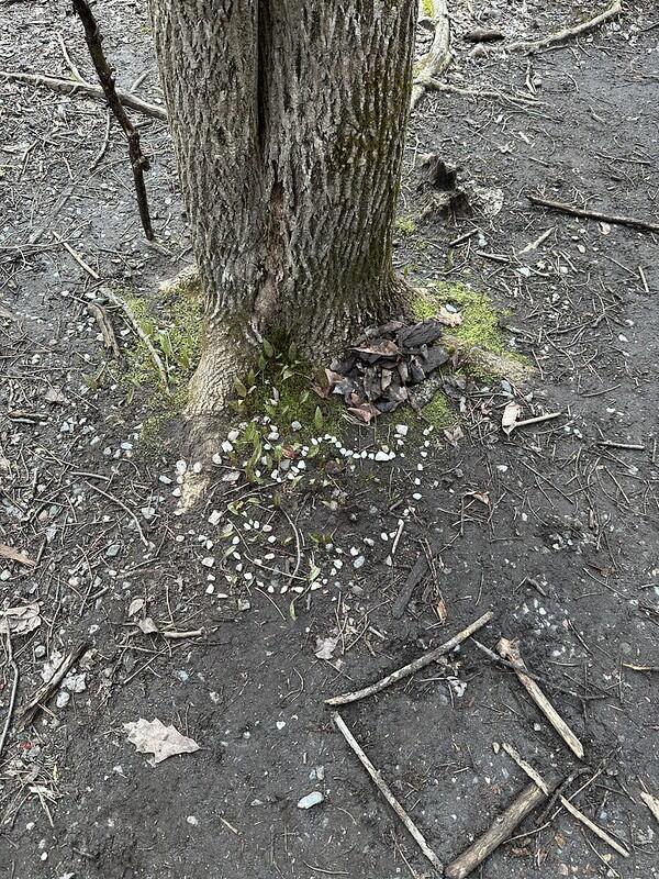 critter home on forest floor