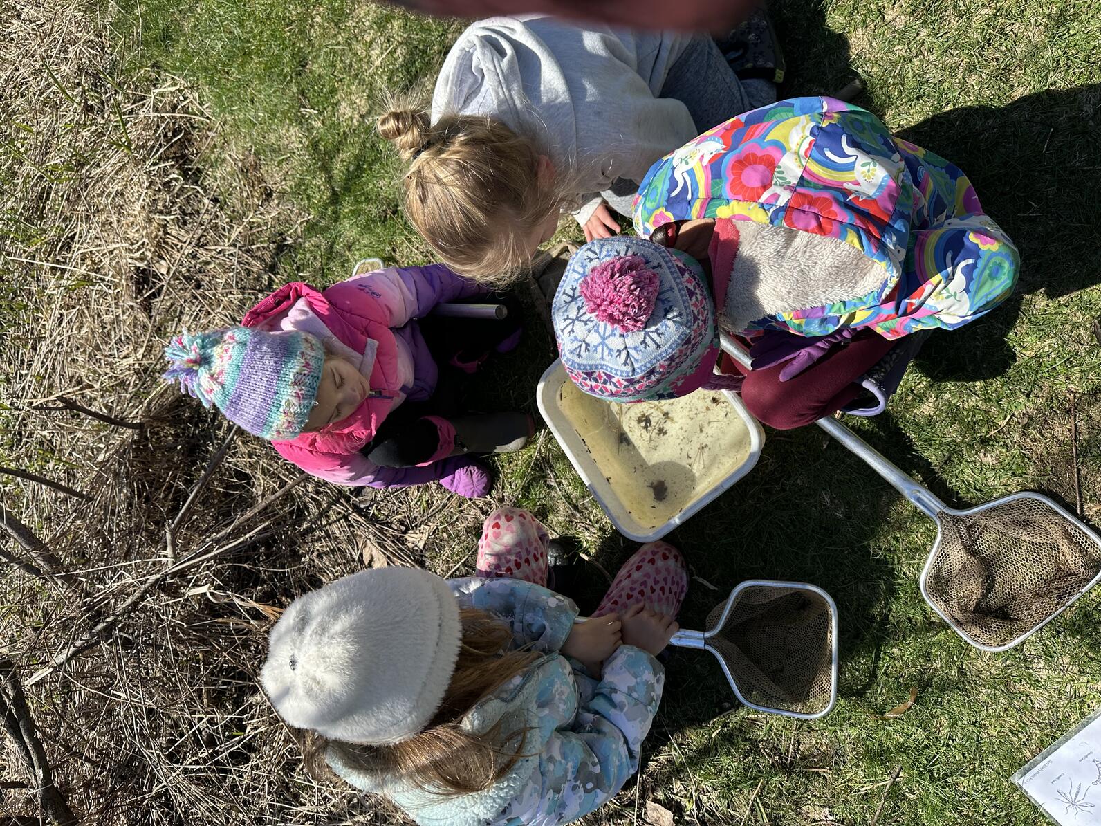 4 children crouch around a bin in the crass looking at a critter. Scooping nets lay next to the bin