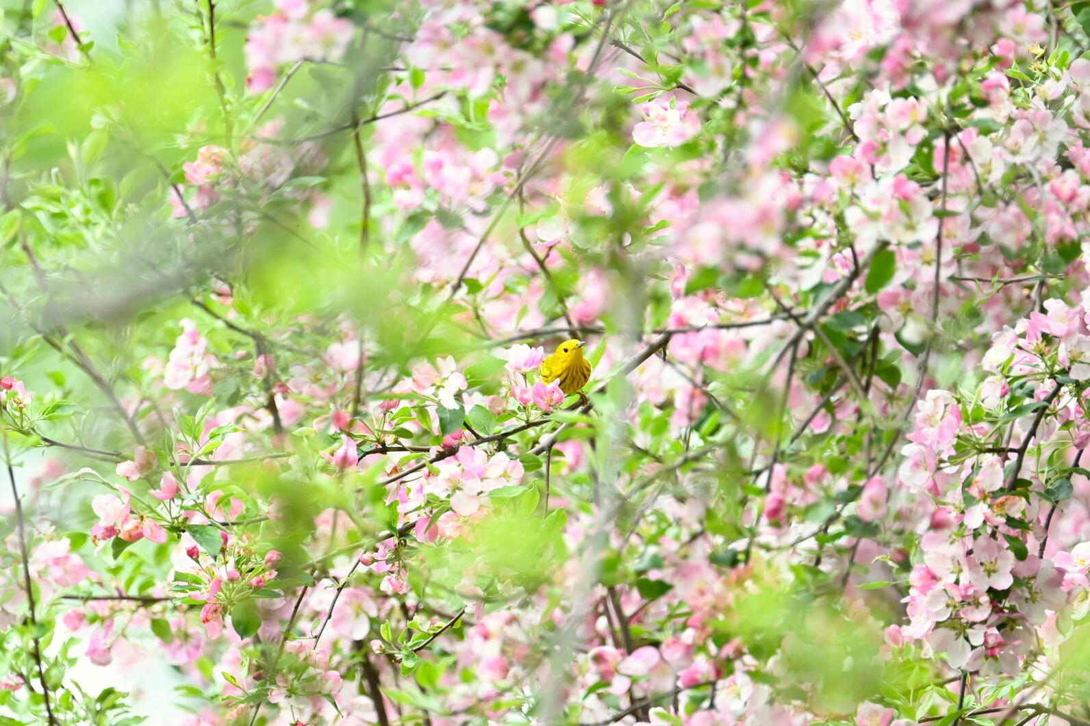 Yellow Warbler sitting on a flowering tree