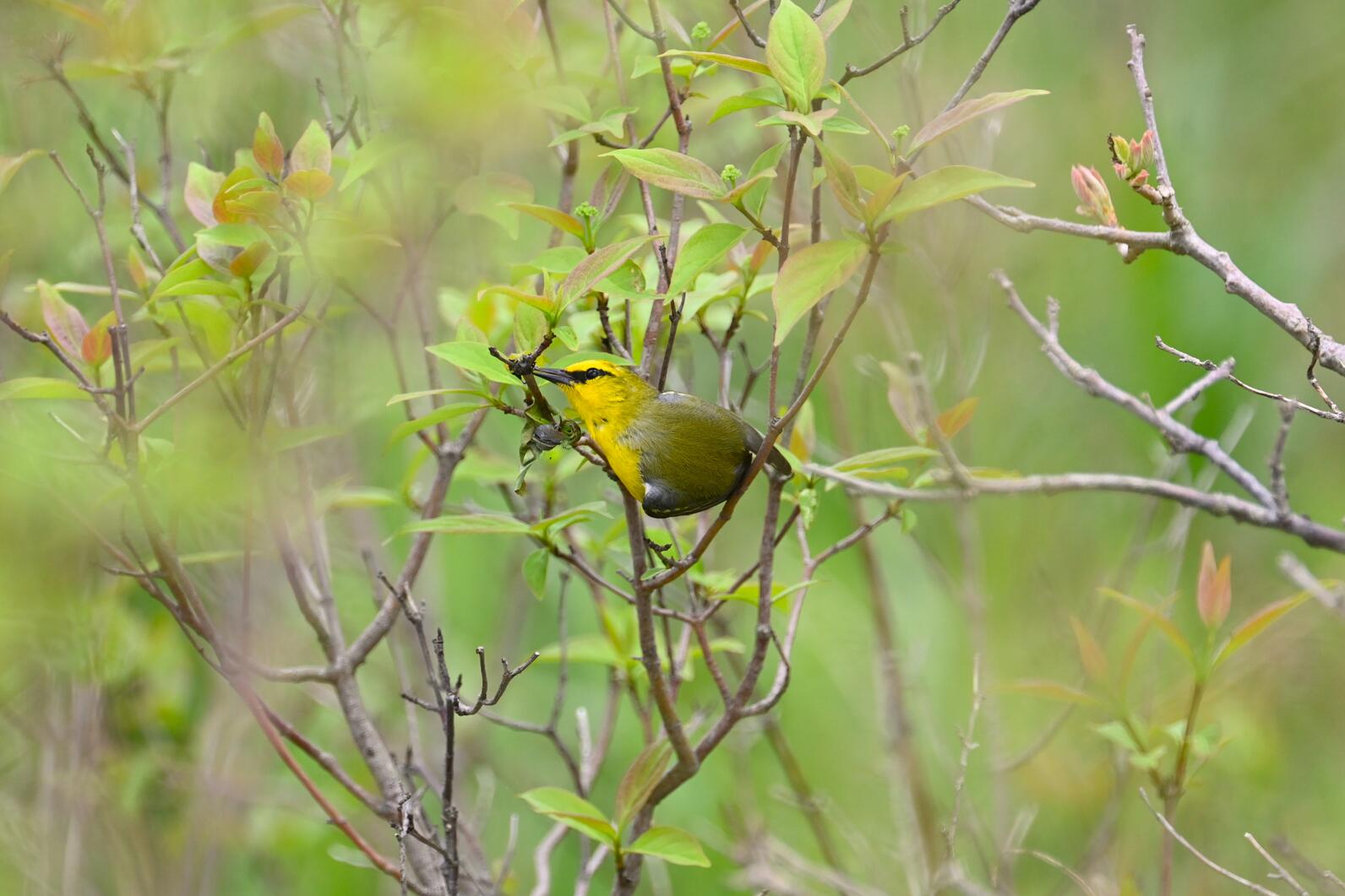 Blue-Winged Warbler perched on a branch