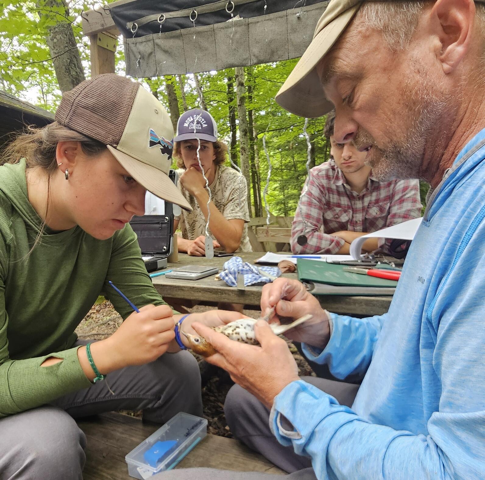 Two bird banders sit opposite each other at a picnic table. One bander holds a Wood Thrush in his hand while the other carefully checks to make sure the nanotag is properly secuted.