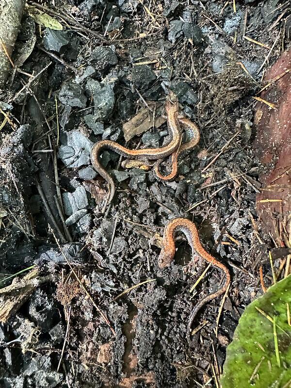 red back salamanders