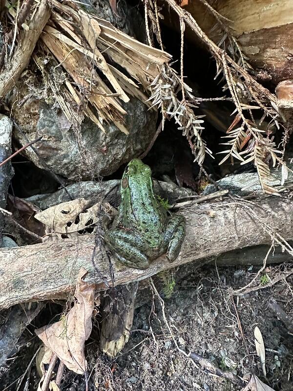 green frog