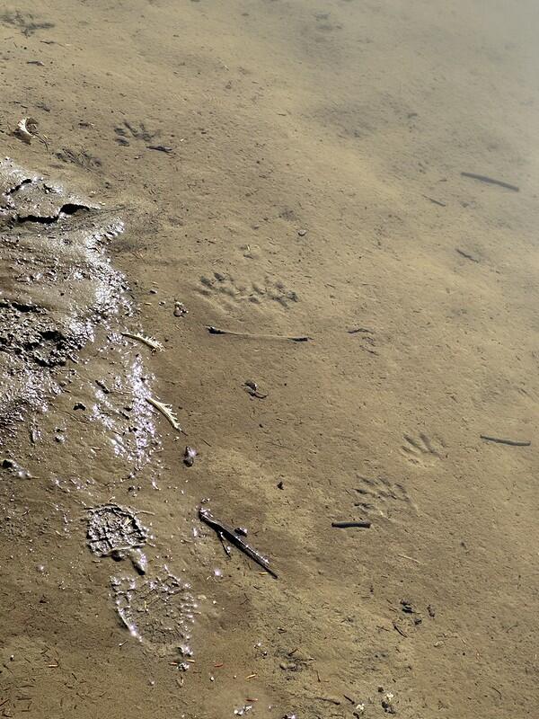 Animal tracks