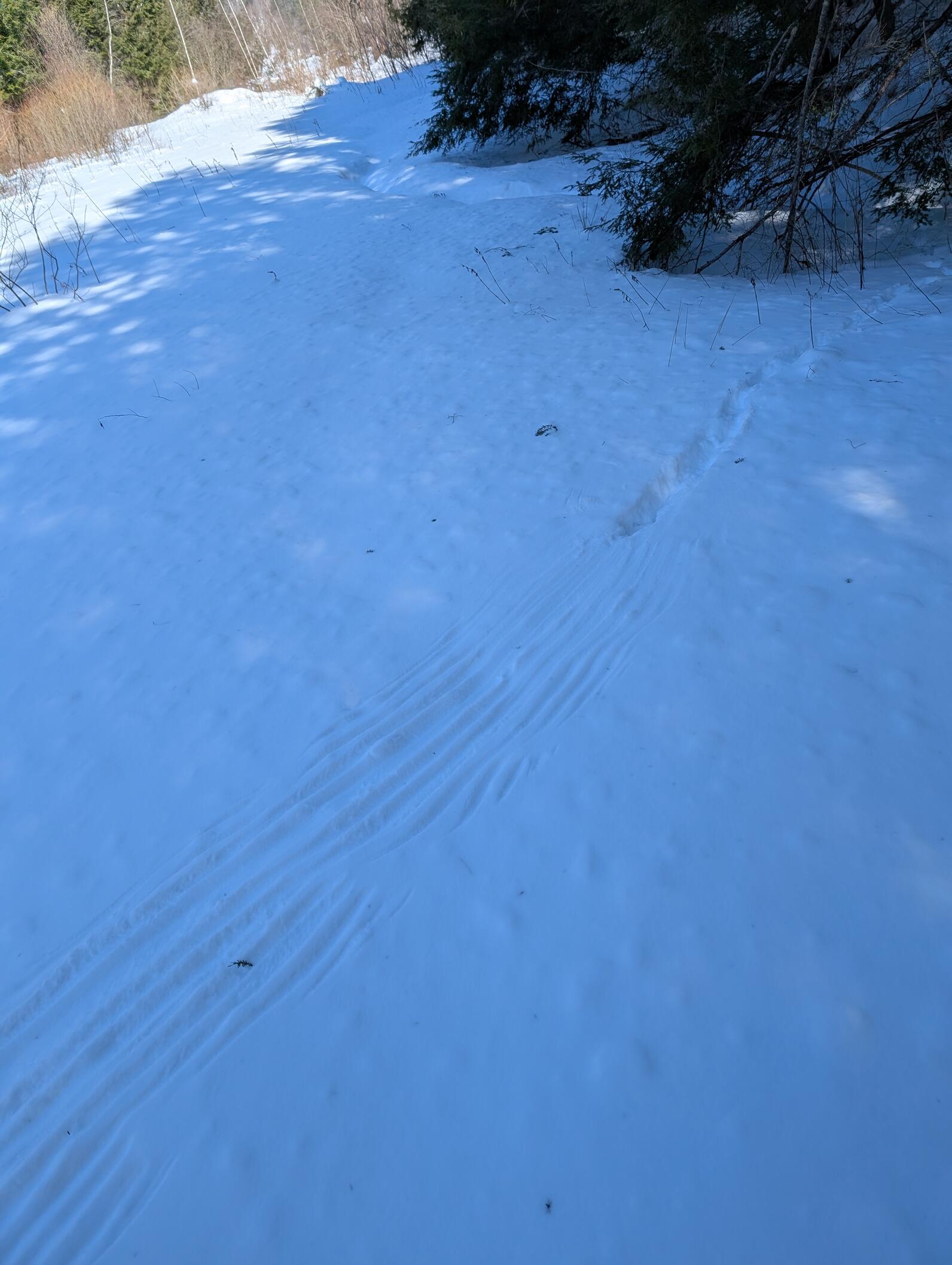 Tracks in snow. Many long lines lead to deep tracks that move towards some shrubs