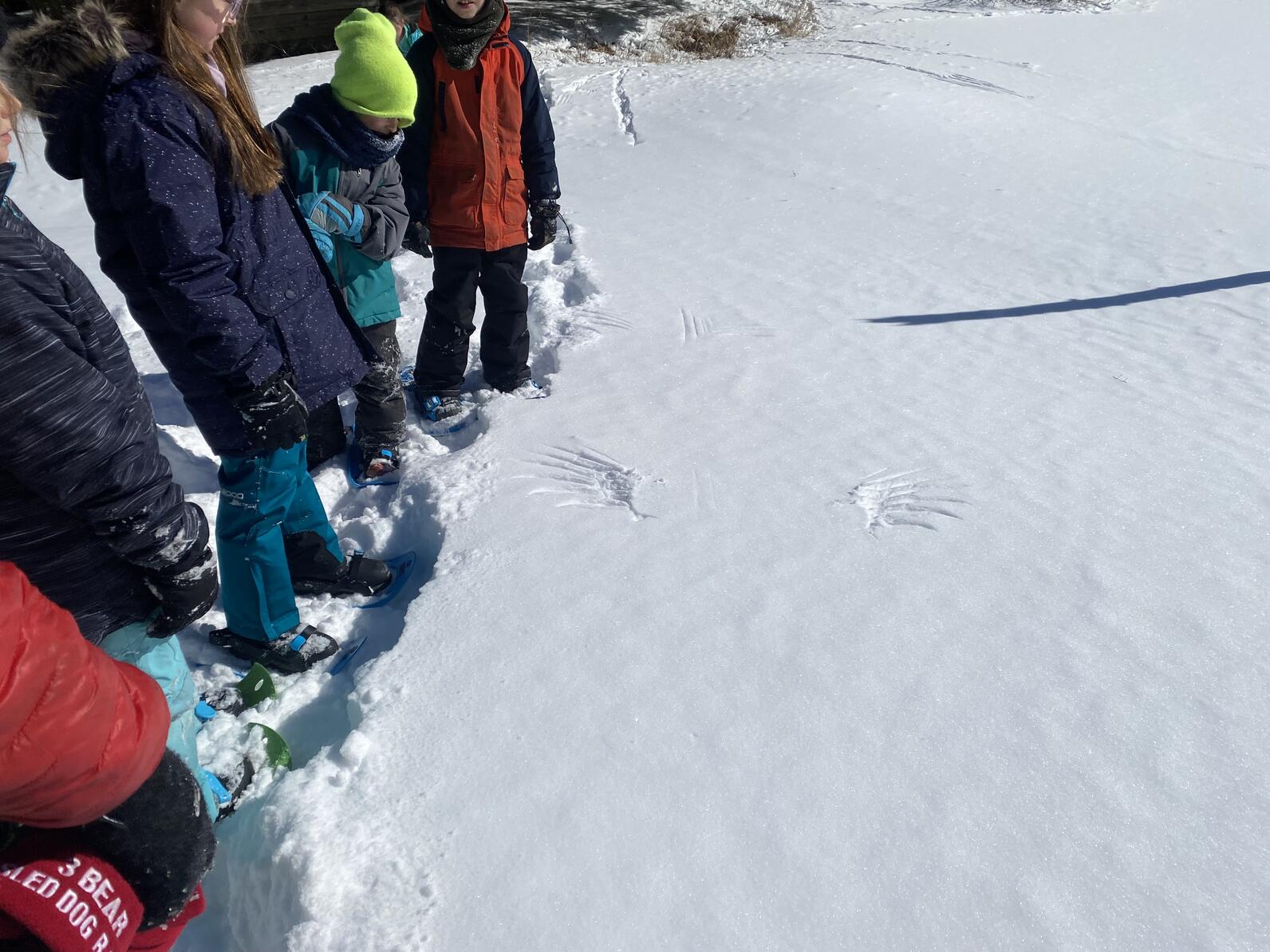 Students look at a wing print in the snow in a field