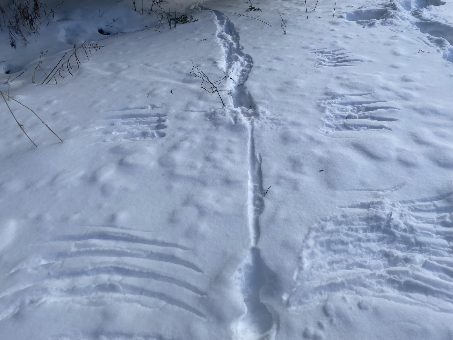 Wing prints in the snow several feet apart with tracks between them Wing prints in the snow several feet apart with tracks between them