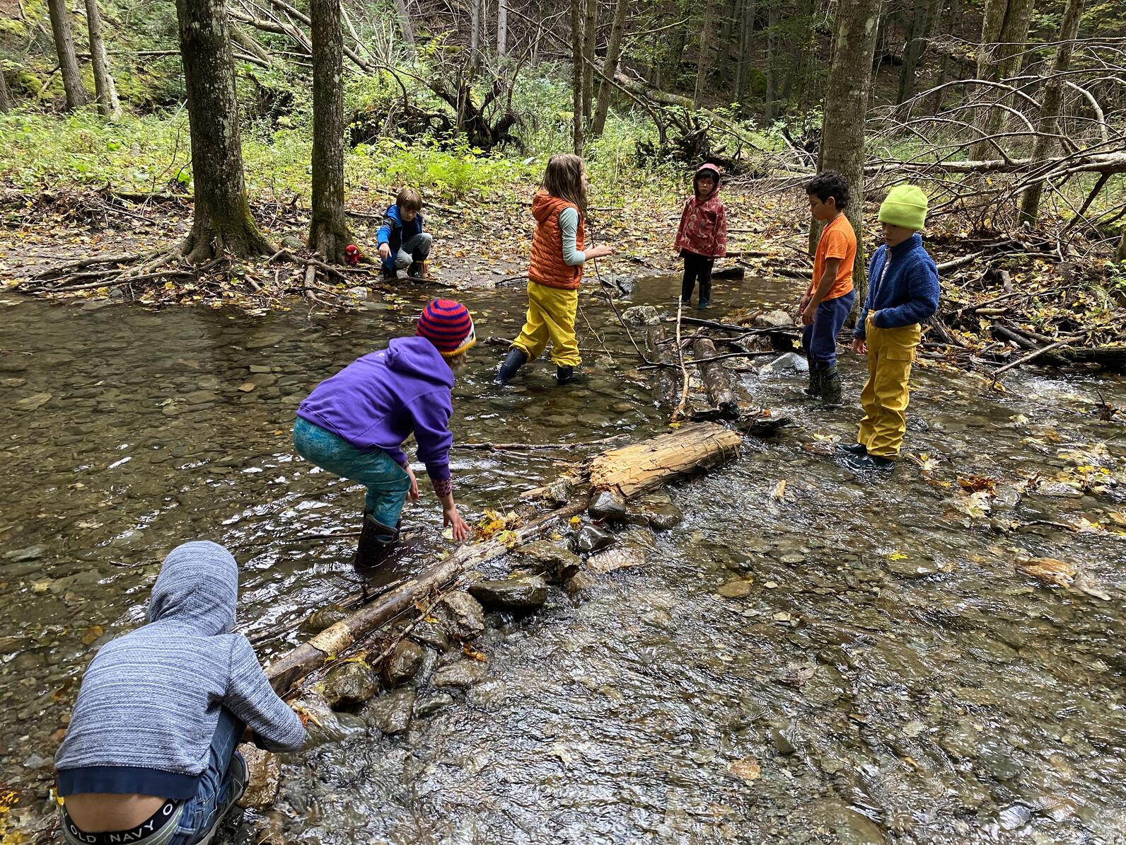 Students building dam in brook