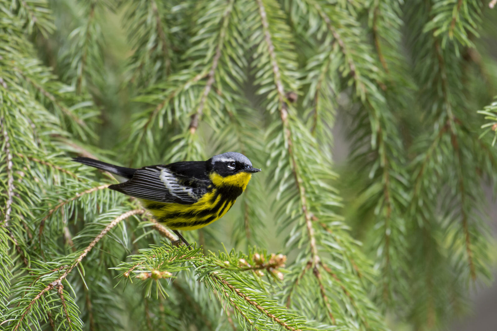 Magnolia Warbler in a hemlock tree. Magnolia Warbler in a hemlock tree.