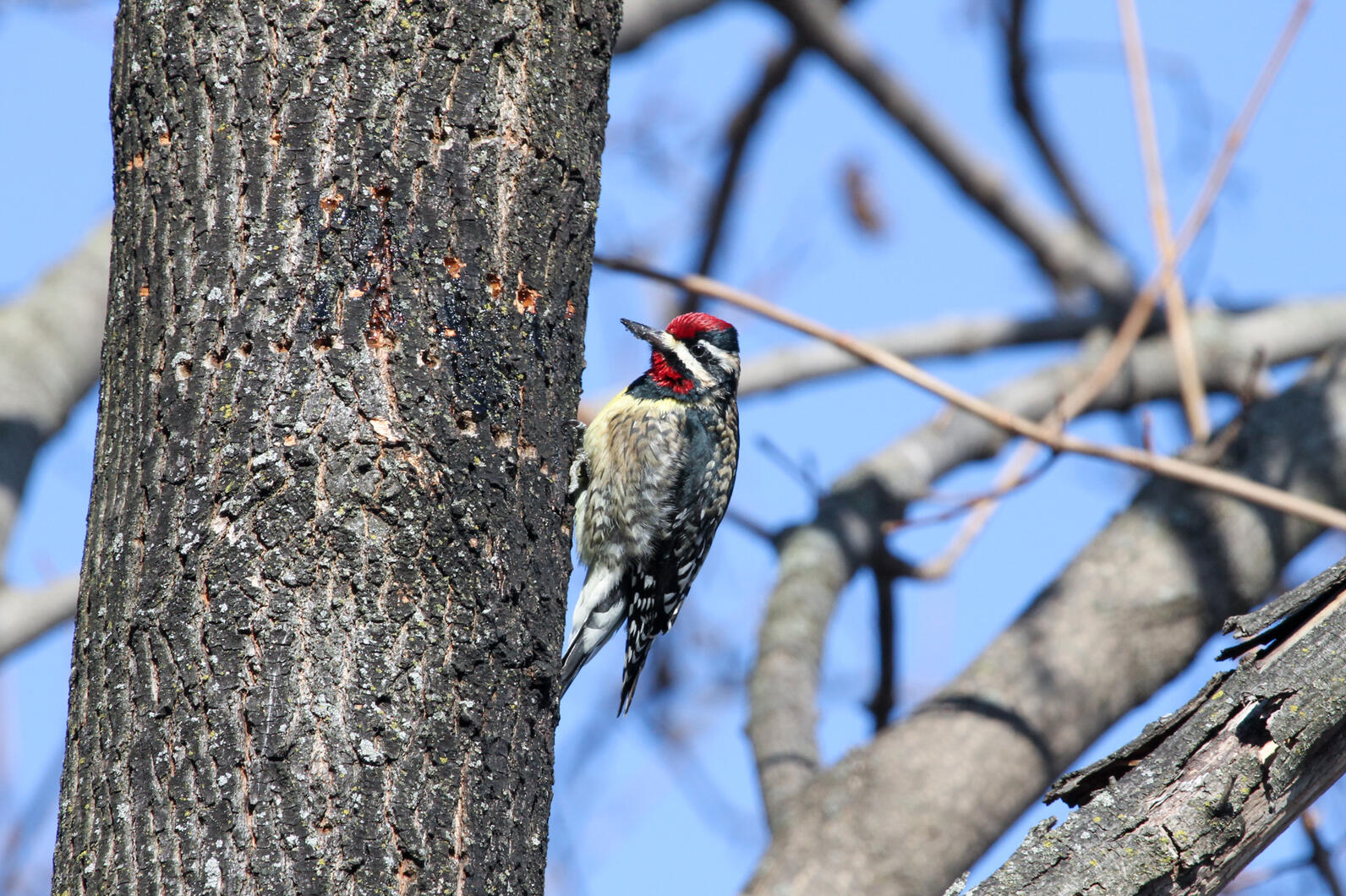 yellow bellied sapsucker yellow bellied sapsucker