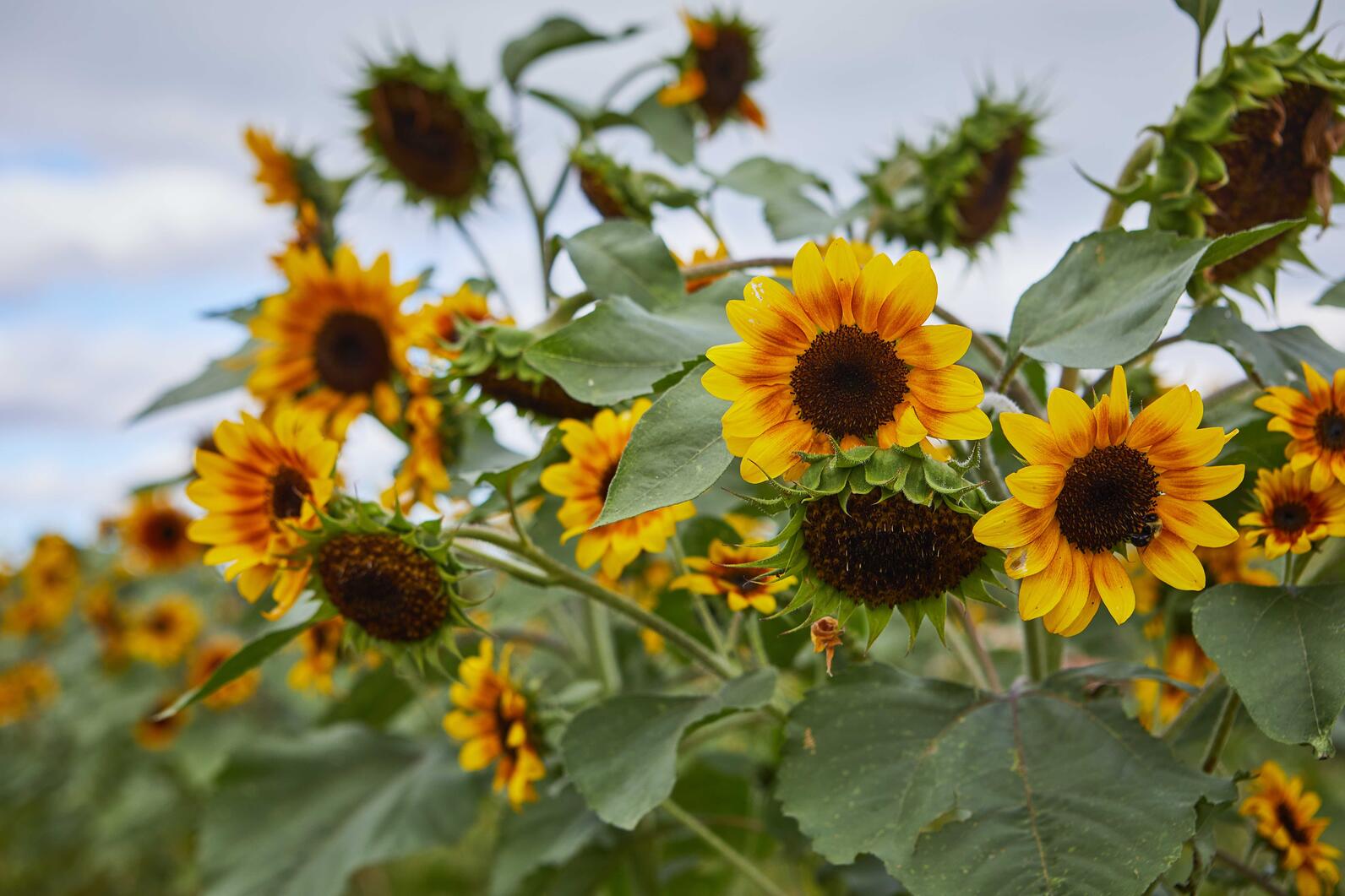 Sunflowers in Philo Ridge Farm