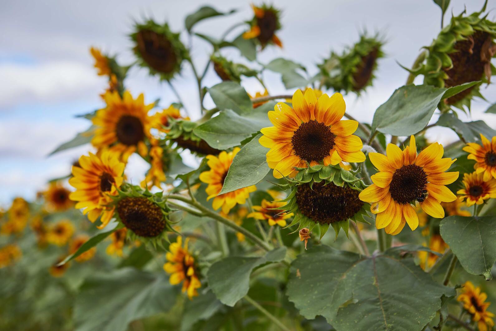 Sunflowers in Philo Ridge Farm Sunflowers in Philo Ridge Farm