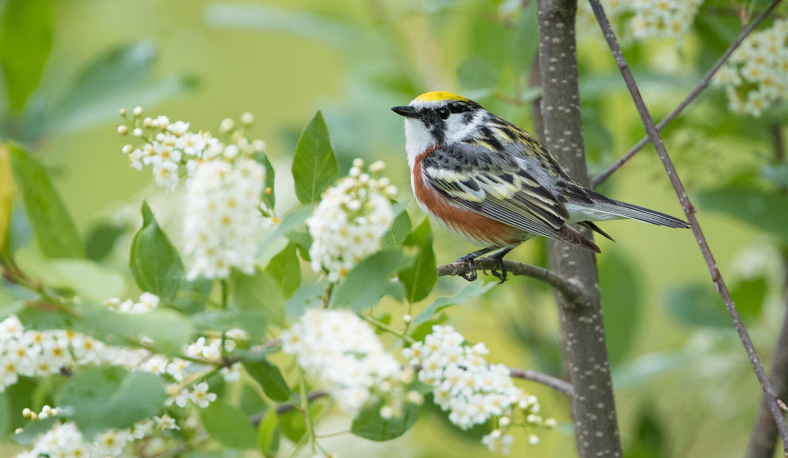 Chestnut-sided warbler in flowering tree