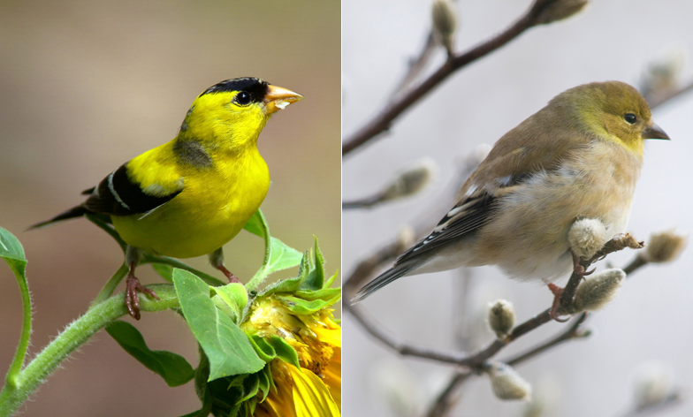 american goldfinch american goldfinch