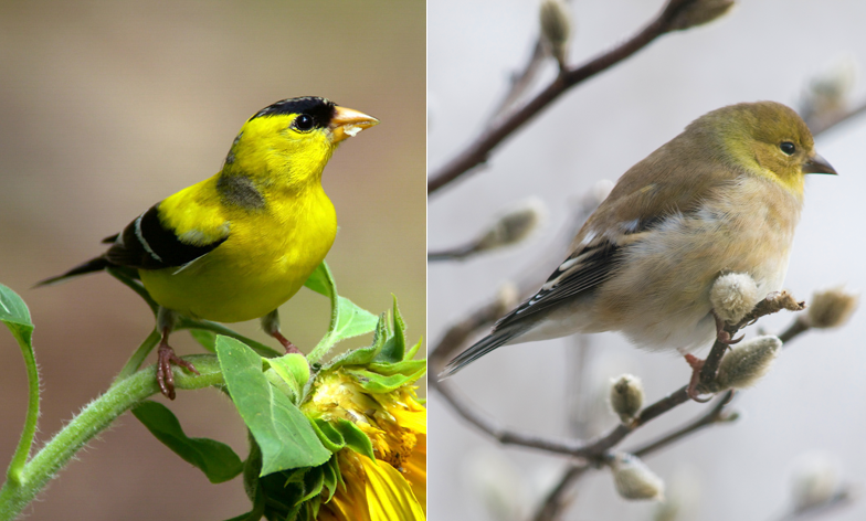 american goldfinch