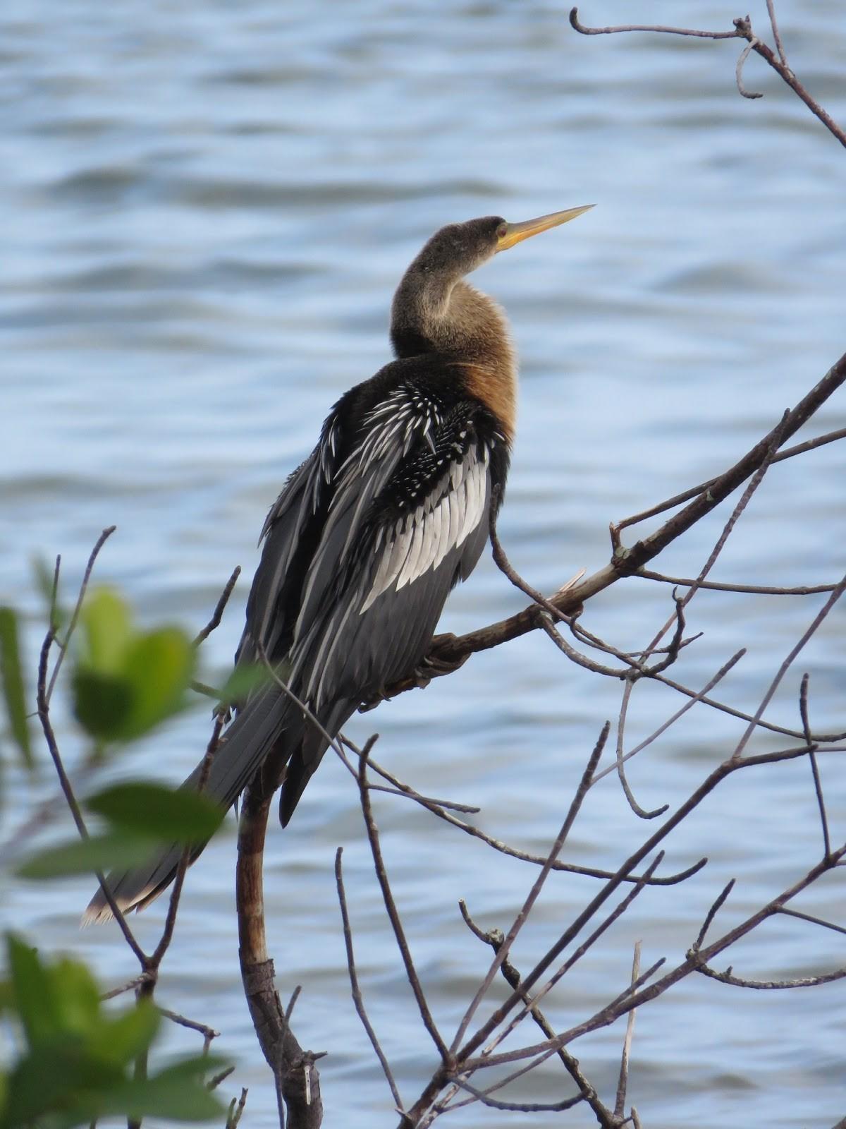 Anhinga. Photo by Liz Evans