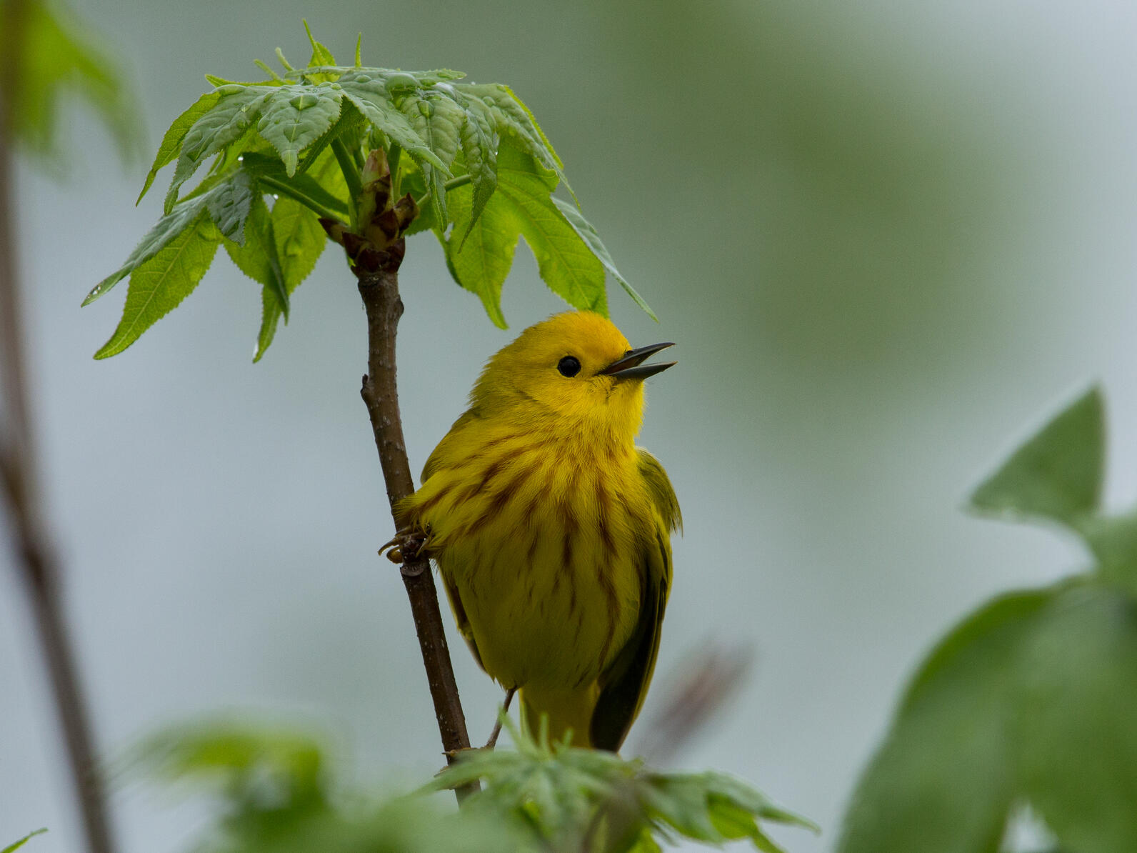 yellow warbler yellow warbler