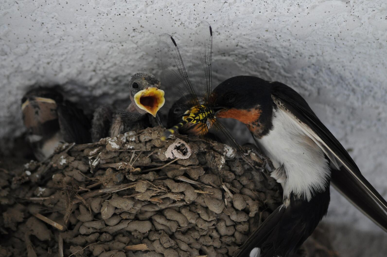 A mother Barn Swallow attempts to feed her nestlings the insect prey she captured. The Baby birds mouths are open with hunger. The nest is lumpy and made of mud, looking like it's located under the eve of a building. 