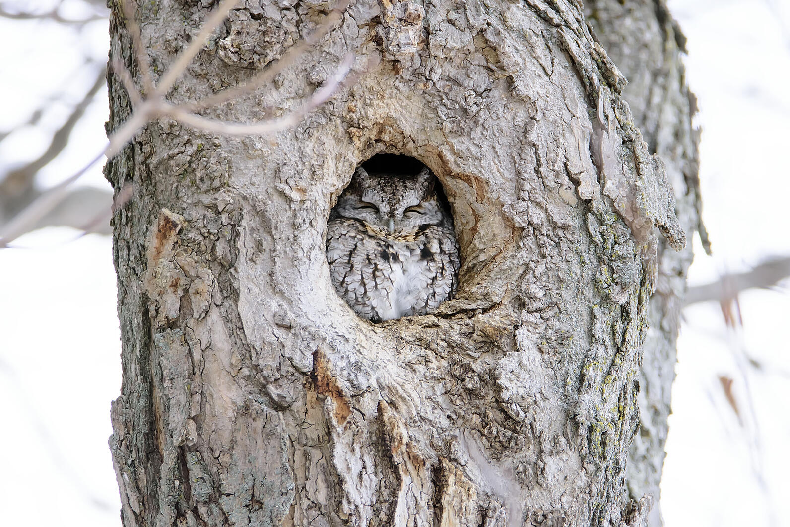 Eastern Screech Owl Eastern Screech Owl