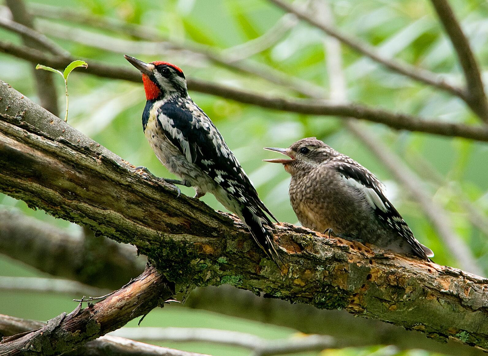 yellow bellied sapsucker