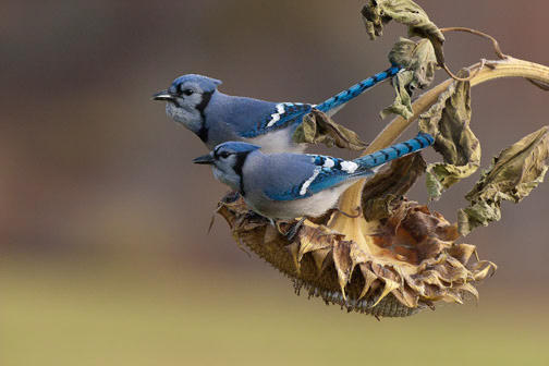 Blue Jay Blue Jay