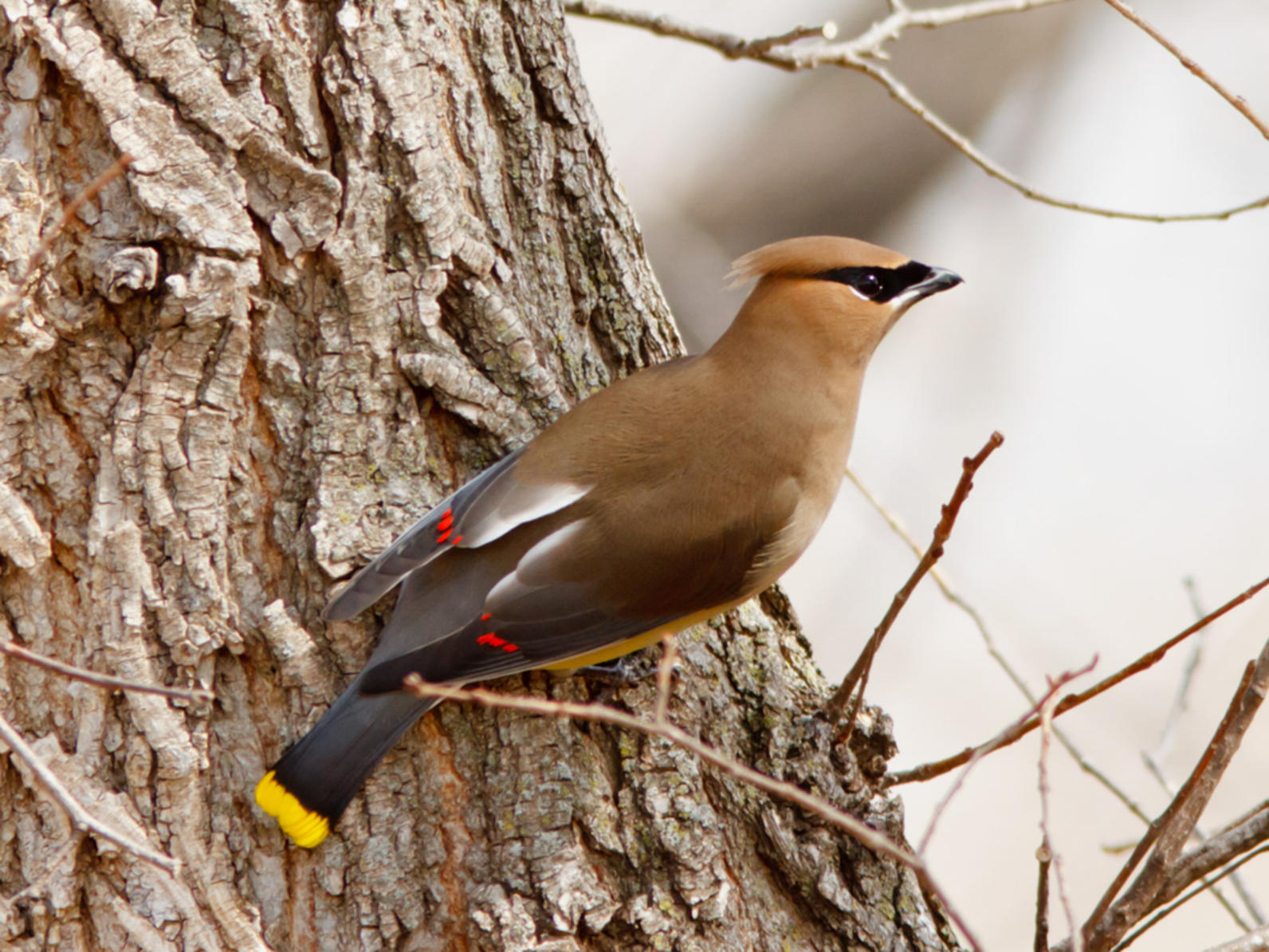 Cedar Waxwing Cedar Waxwing
