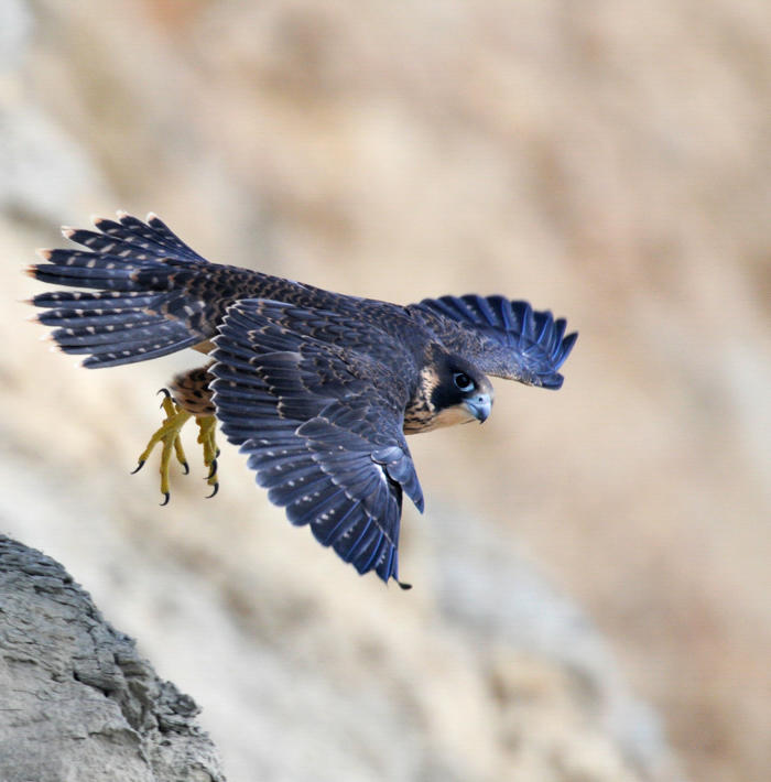 Peregrine Falcon Peregrine Falcon