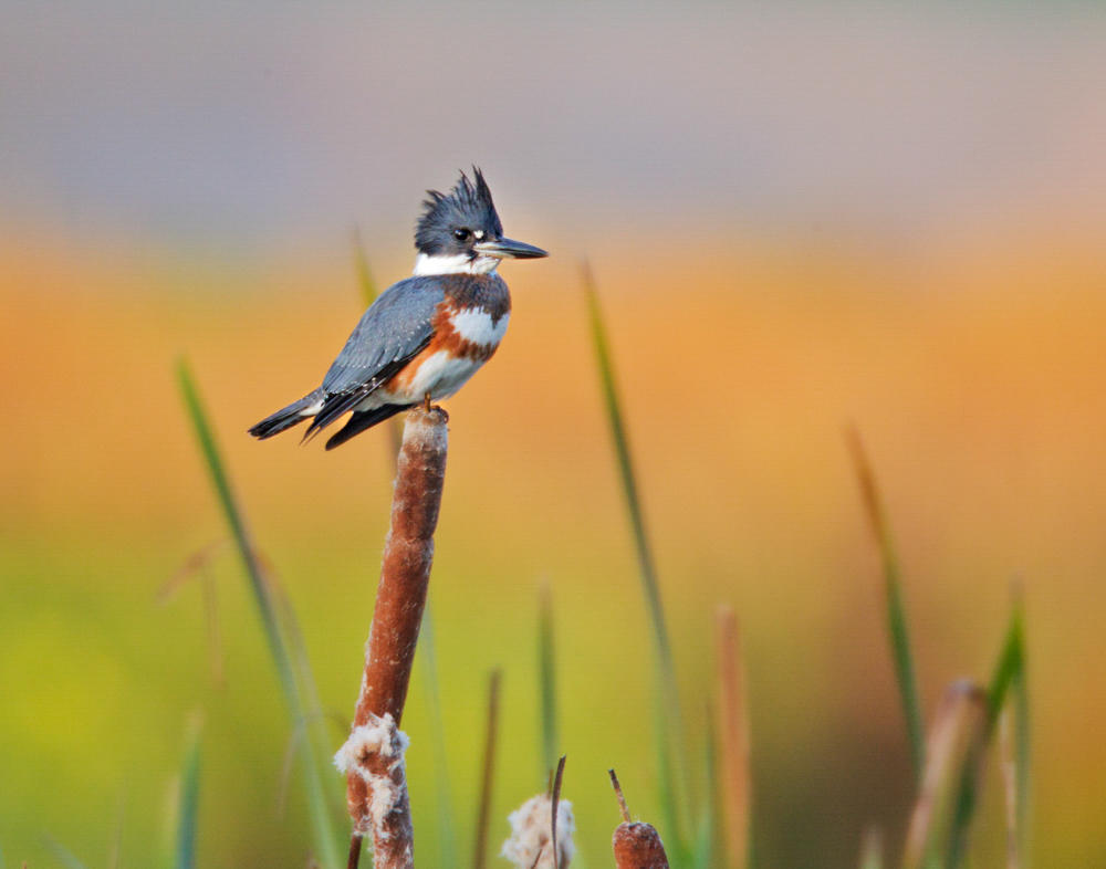 Kingfisher