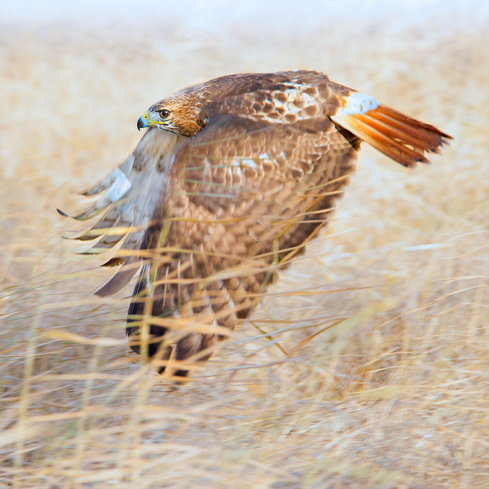 Red-tailed Hawk Red-tailed Hawk